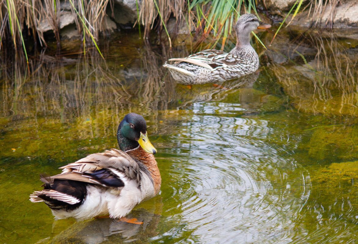 Ducks on the water