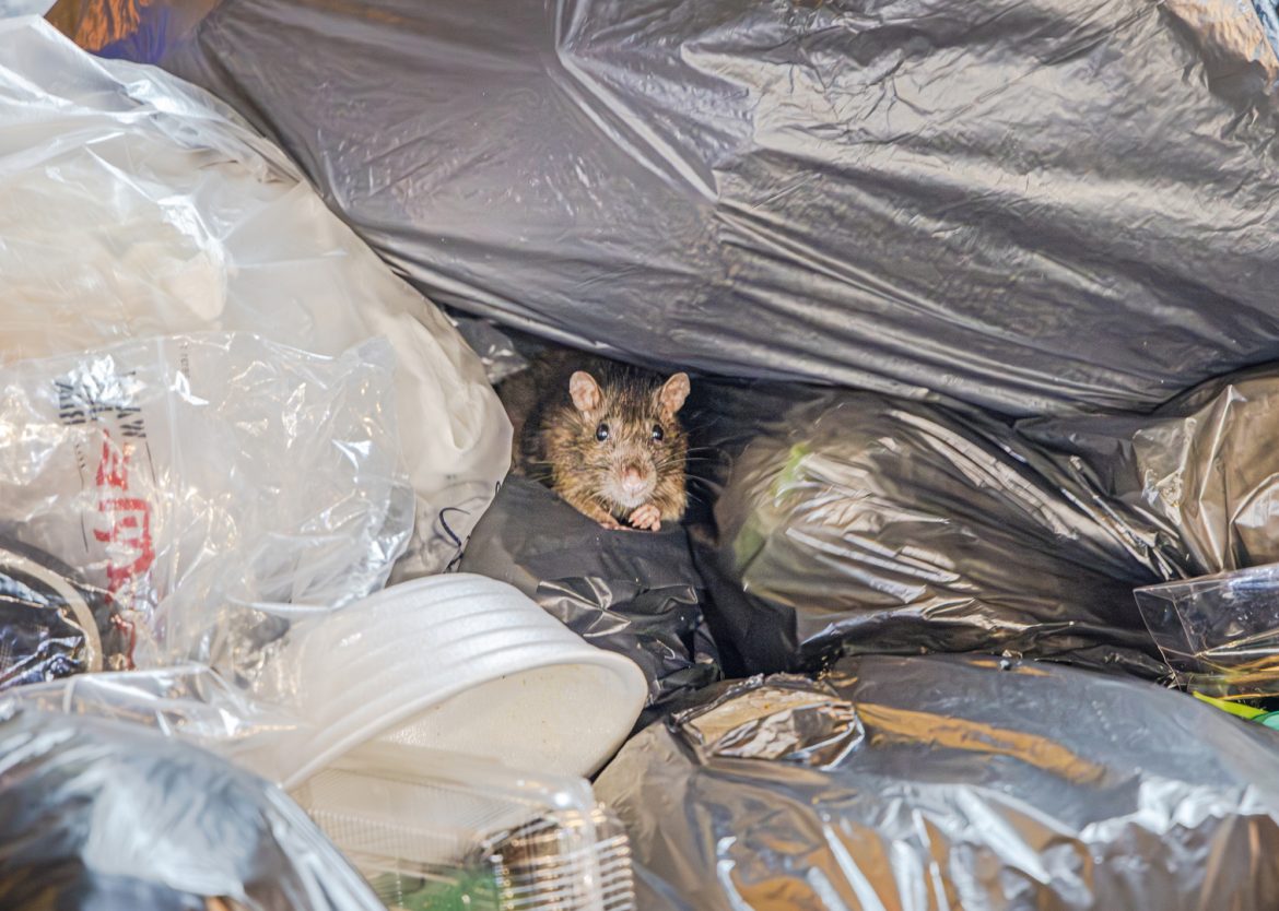 rat in rubbish